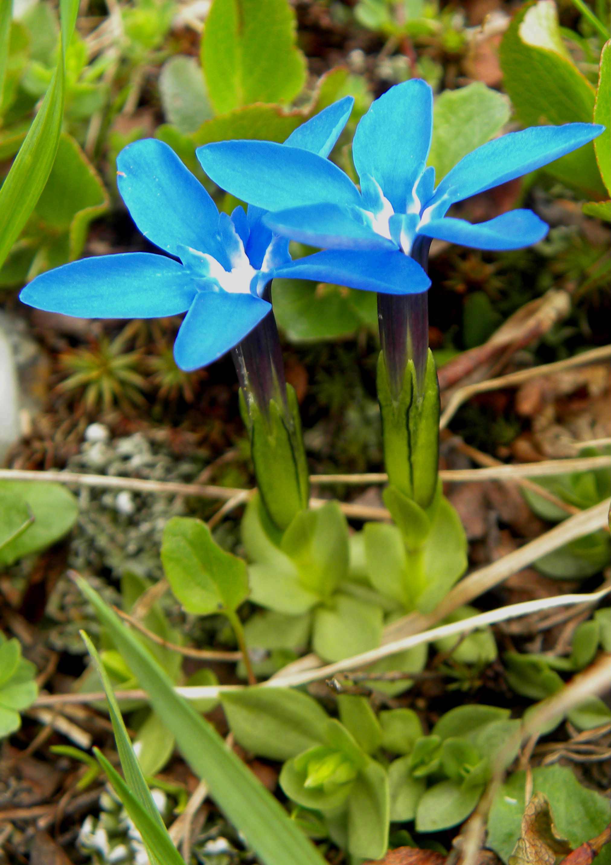 gentiana da determinare 2